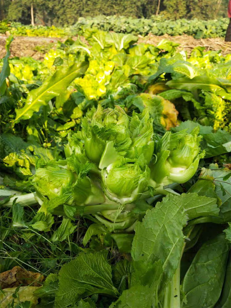 正早一号儿菜种子早熟儿菜茎皮绿肉白秋冬儿菜种子