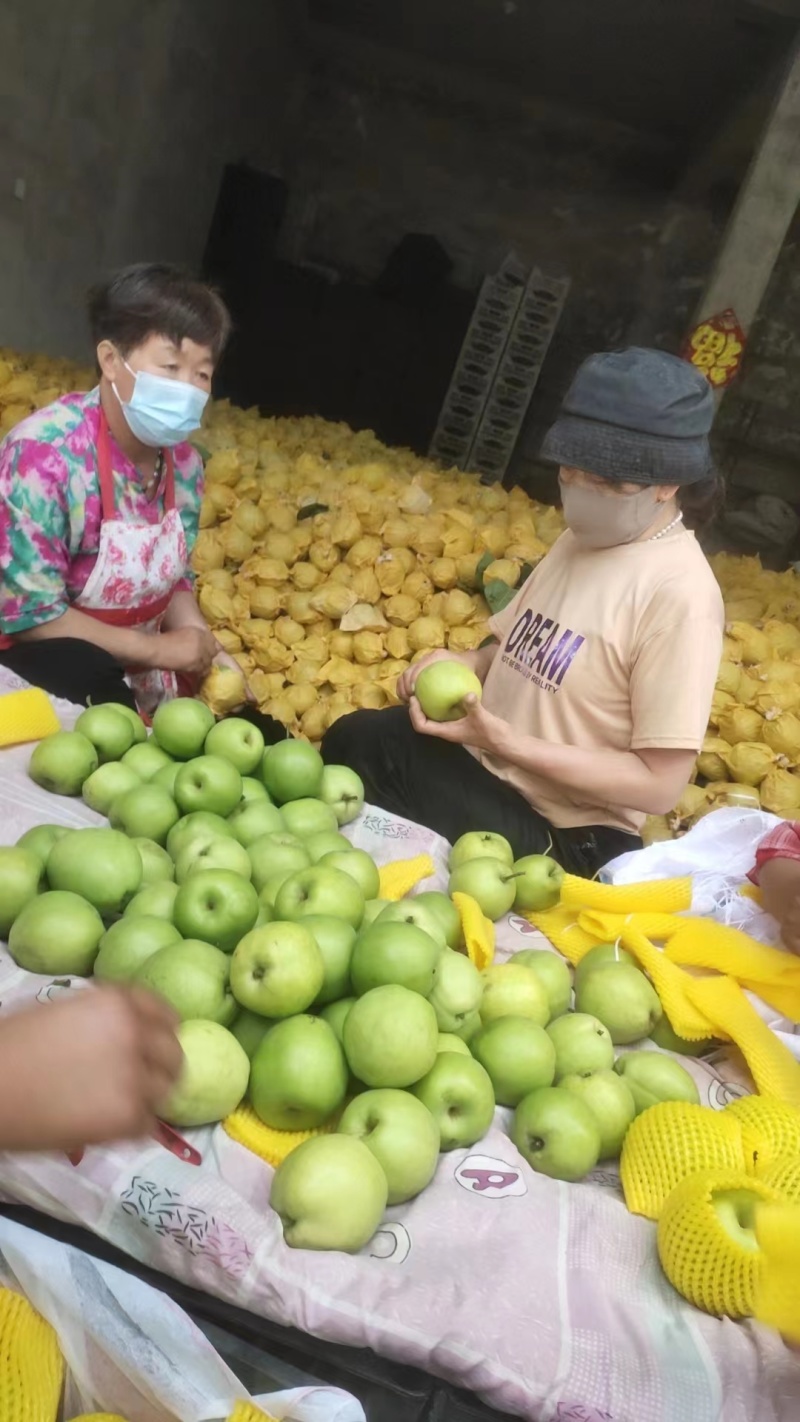 品质酥梨早酥梨产地直发品质保证对接市场电商等