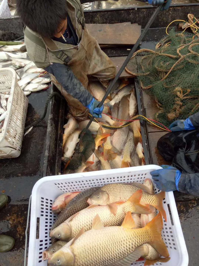 【大鲤鱼】黄河大鲤鱼货源充足保质保量去年老鱼
