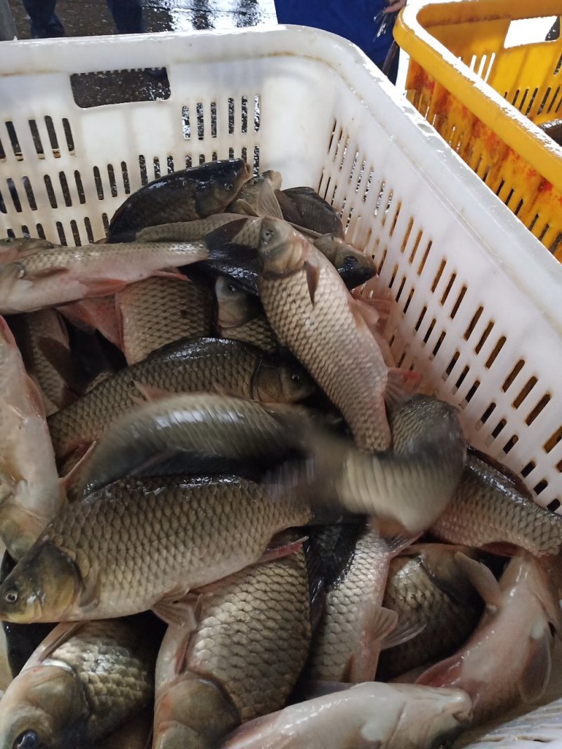 【大鲤鱼】黄河大鲤鱼货源充足保质保量去年老鱼