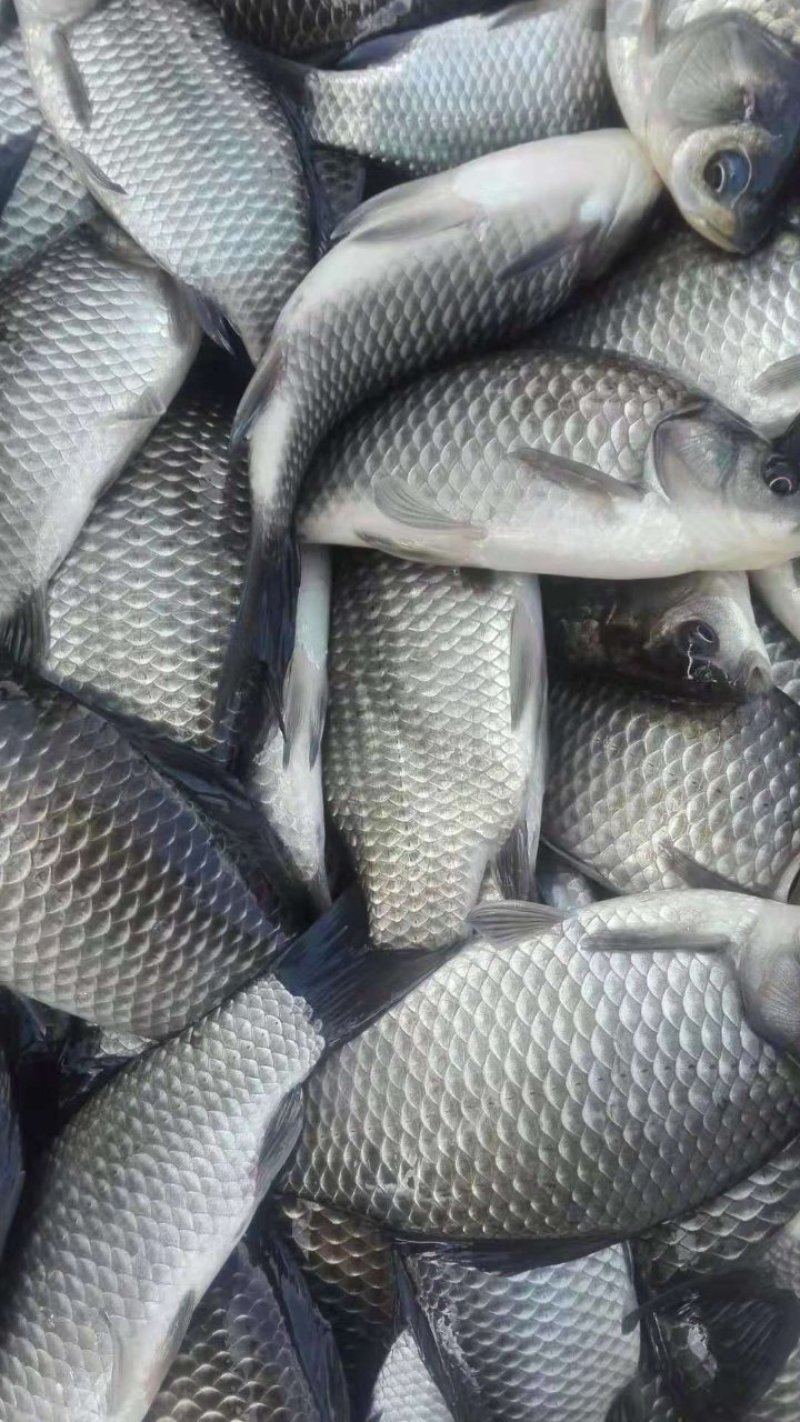 【大鲤鱼】黄河大鲤鱼货源充足保质保量去年老鱼