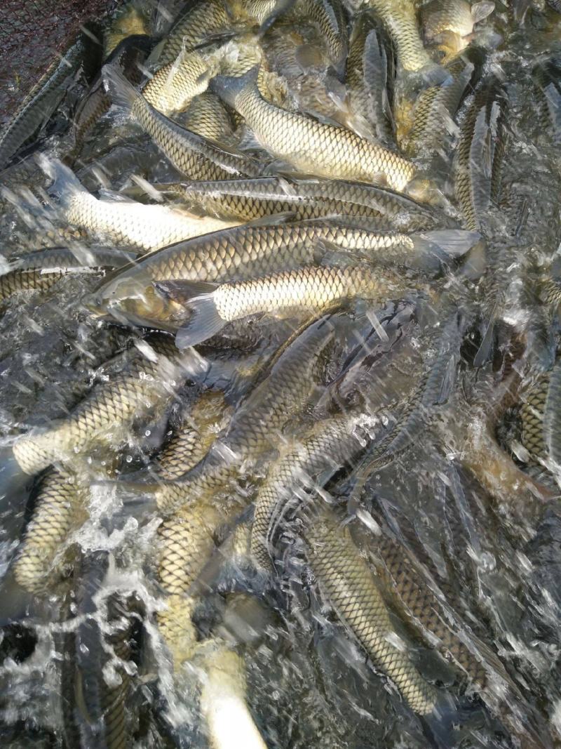 【大鲤鱼】黄河大鲤鱼货源充足保质保量去年老鱼
