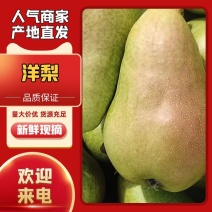 （实力）山东正宗伏巴梨，洋梨清甜爽口，产地直发欢迎选购