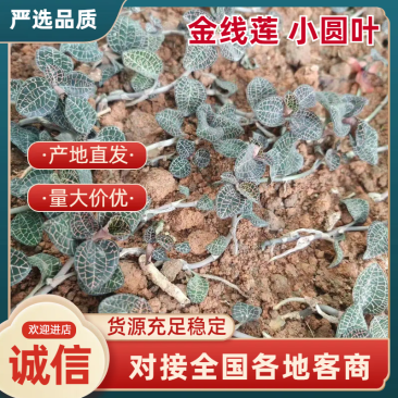 【精品金线莲鲜货】小圆叶，林下仿野生，整株无碎，品质保障