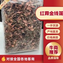 【优选台湾红霞金线莲】大量有货，整株无碎，品质保障