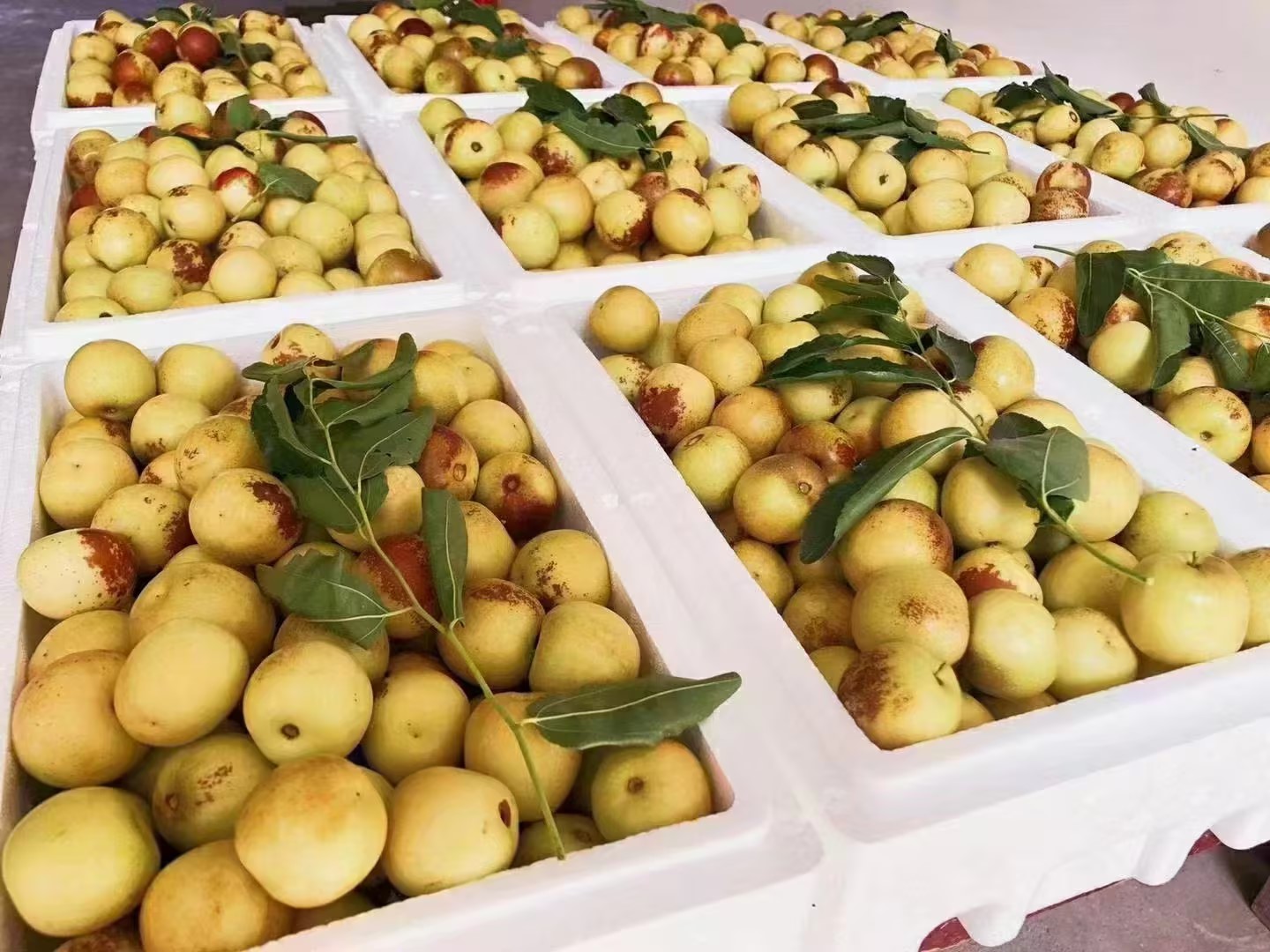 不同产地牛奶枣对比图