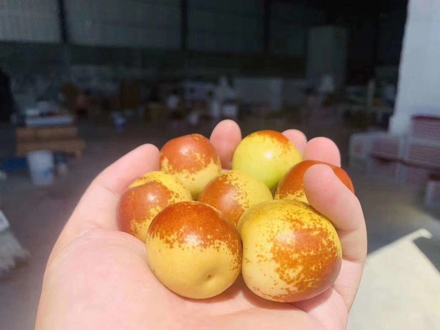 冬枣按拐数分类展示