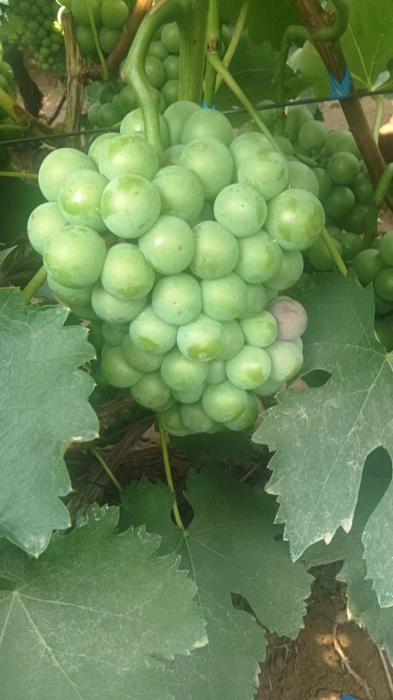 无籽巨峰葡萄无籽罐头果加工厂货货源充足量大优惠
