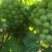 无籽巨峰葡萄无籽罐头果加工厂货货源充足量大优惠