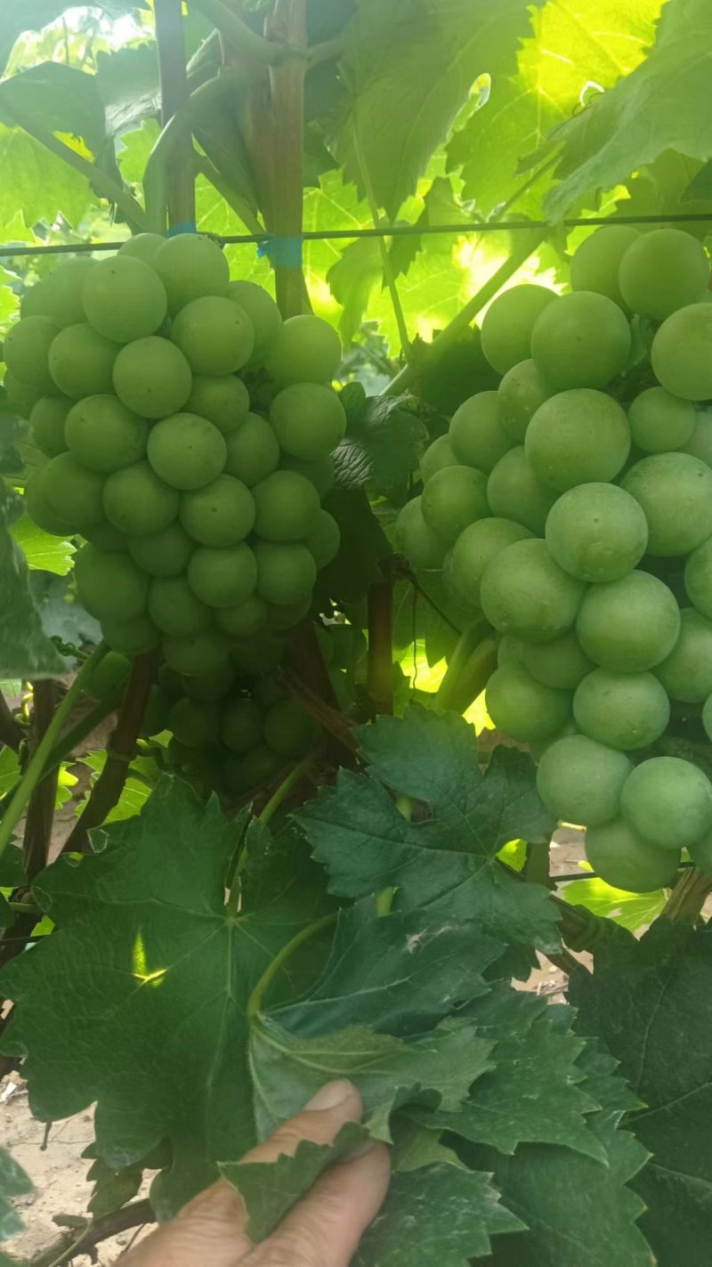 无籽巨峰葡萄无籽罐头果加工厂货货源充足量大优惠