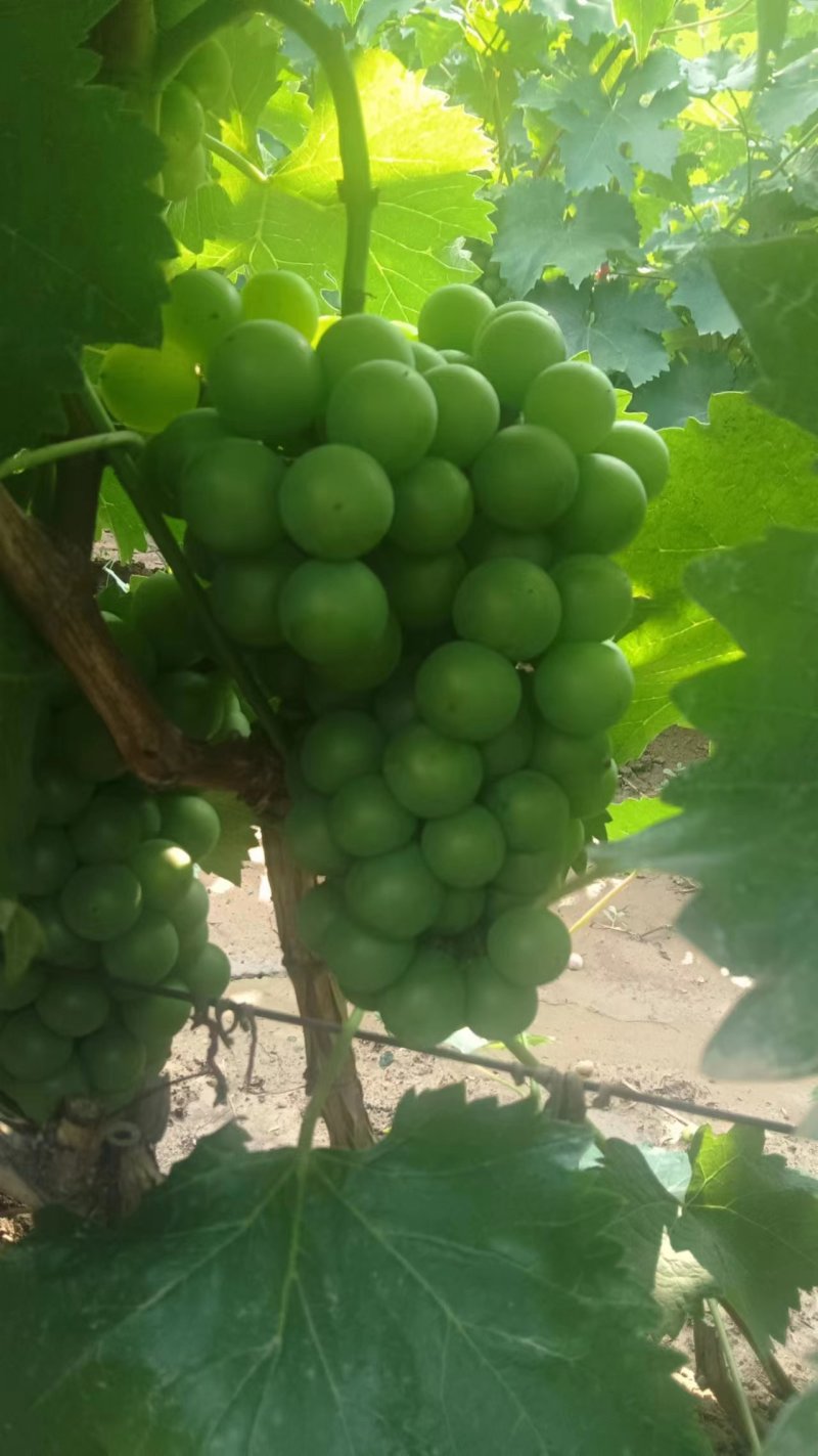 无籽巨峰葡萄无籽罐头果加工厂货货源充足量大优惠