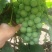 无籽巨峰葡萄无籽罐头果加工厂货货源充足量大优惠