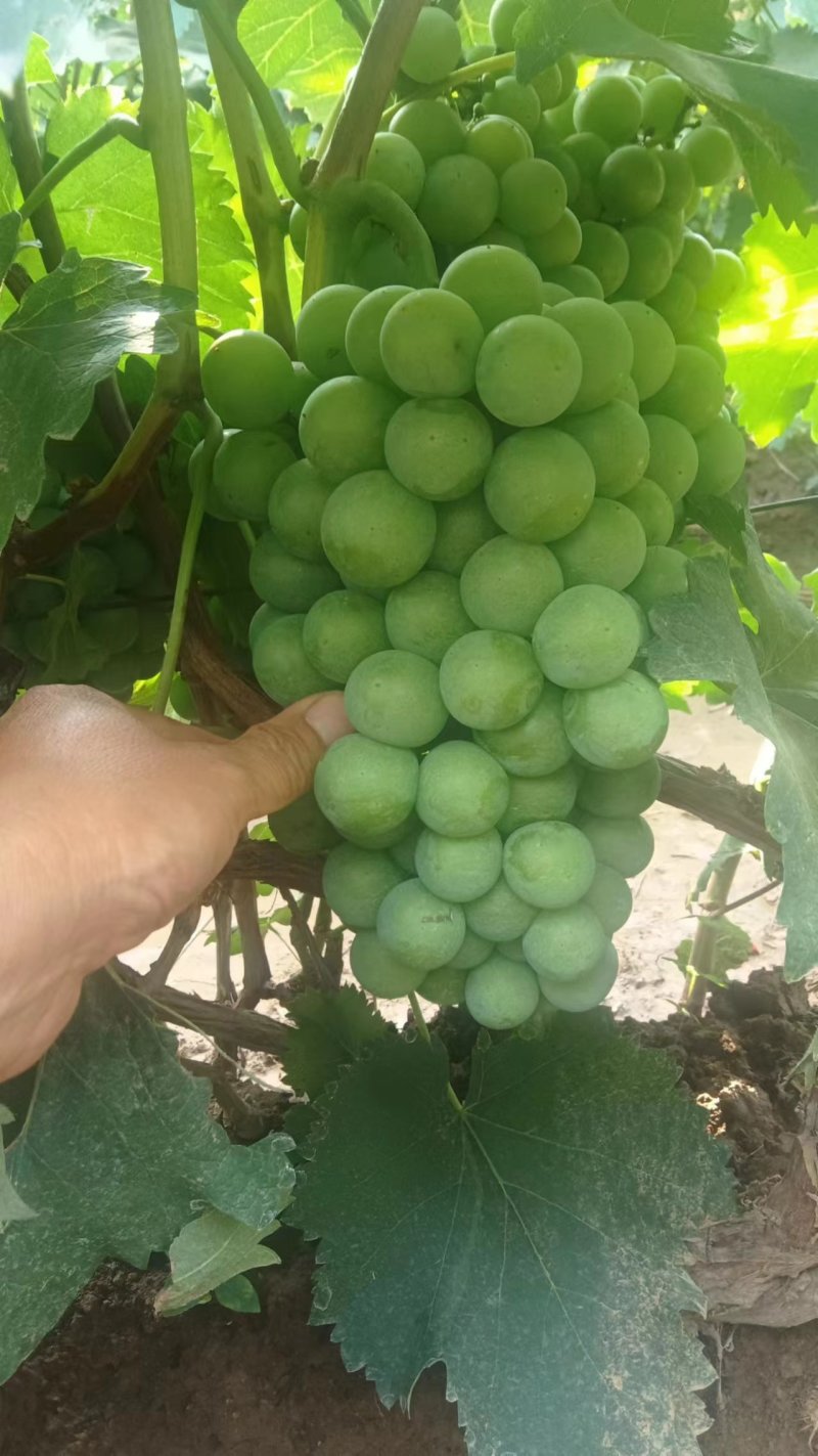 无籽巨峰葡萄无籽罐头果加工厂货货源充足量大优惠
