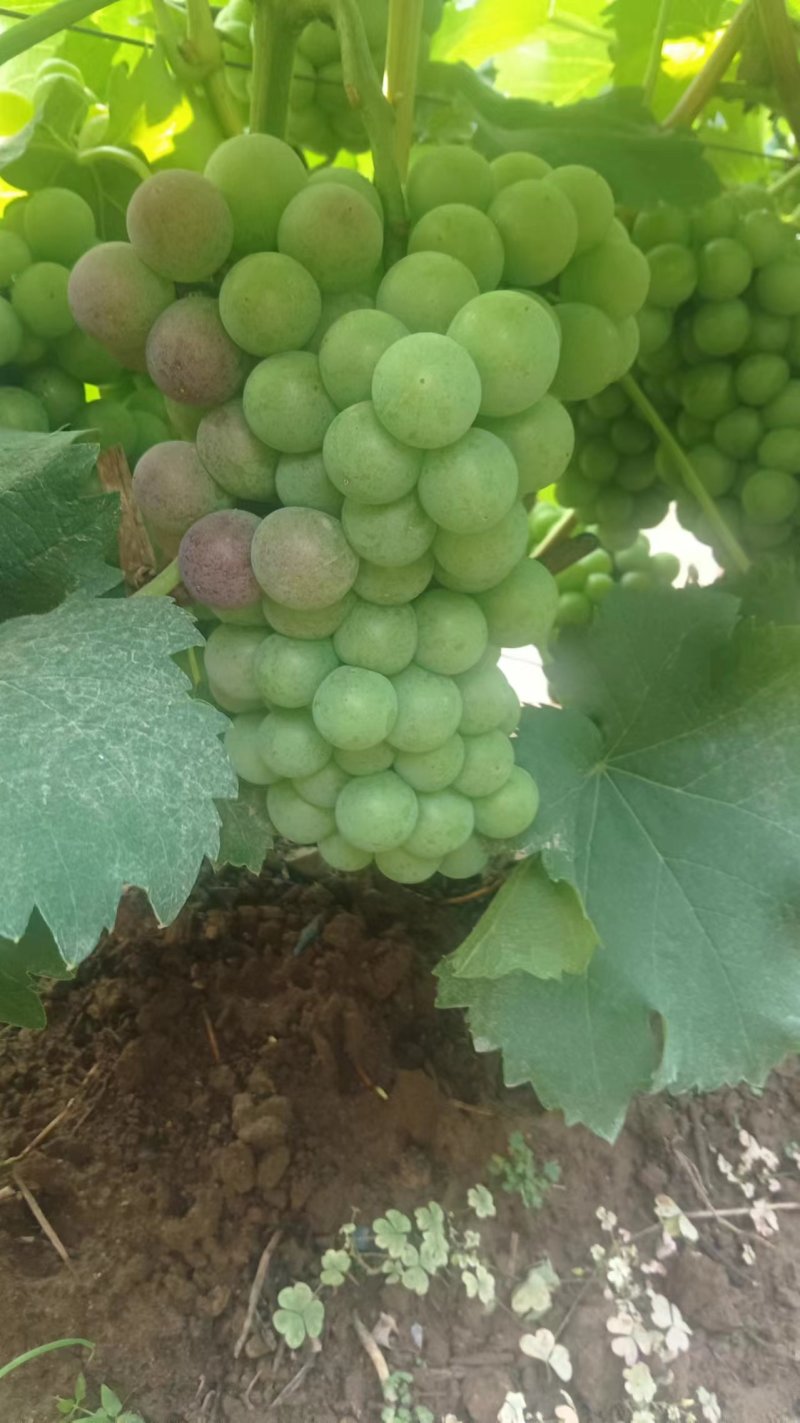 无籽巨峰葡萄无籽罐头果加工厂货货源充足量大优惠