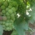 无籽巨峰葡萄无籽罐头果加工厂货货源充足量大优惠