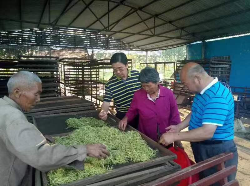 金银花茶礼品包装，产地直销
