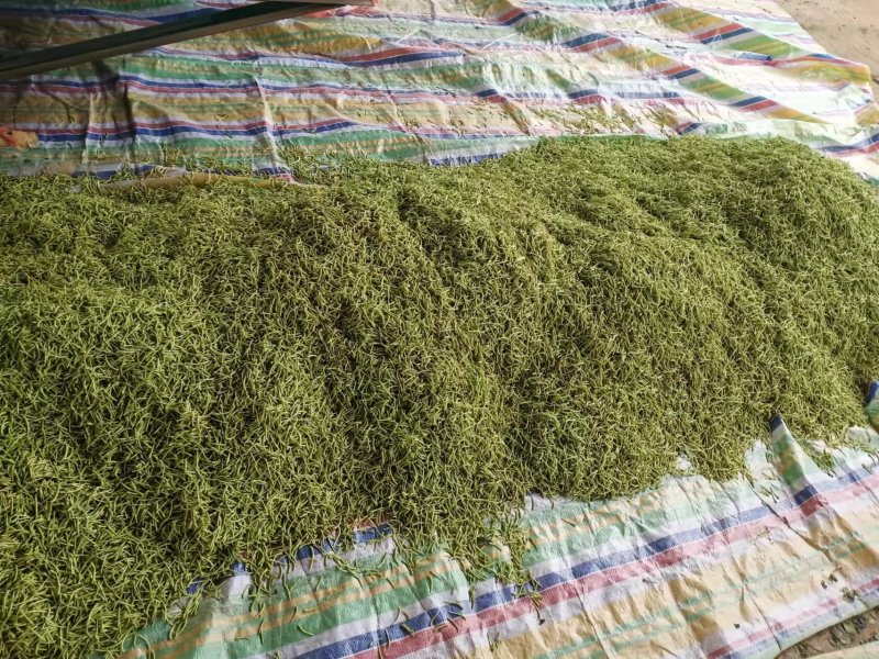 金银花茶礼品包装，产地直销