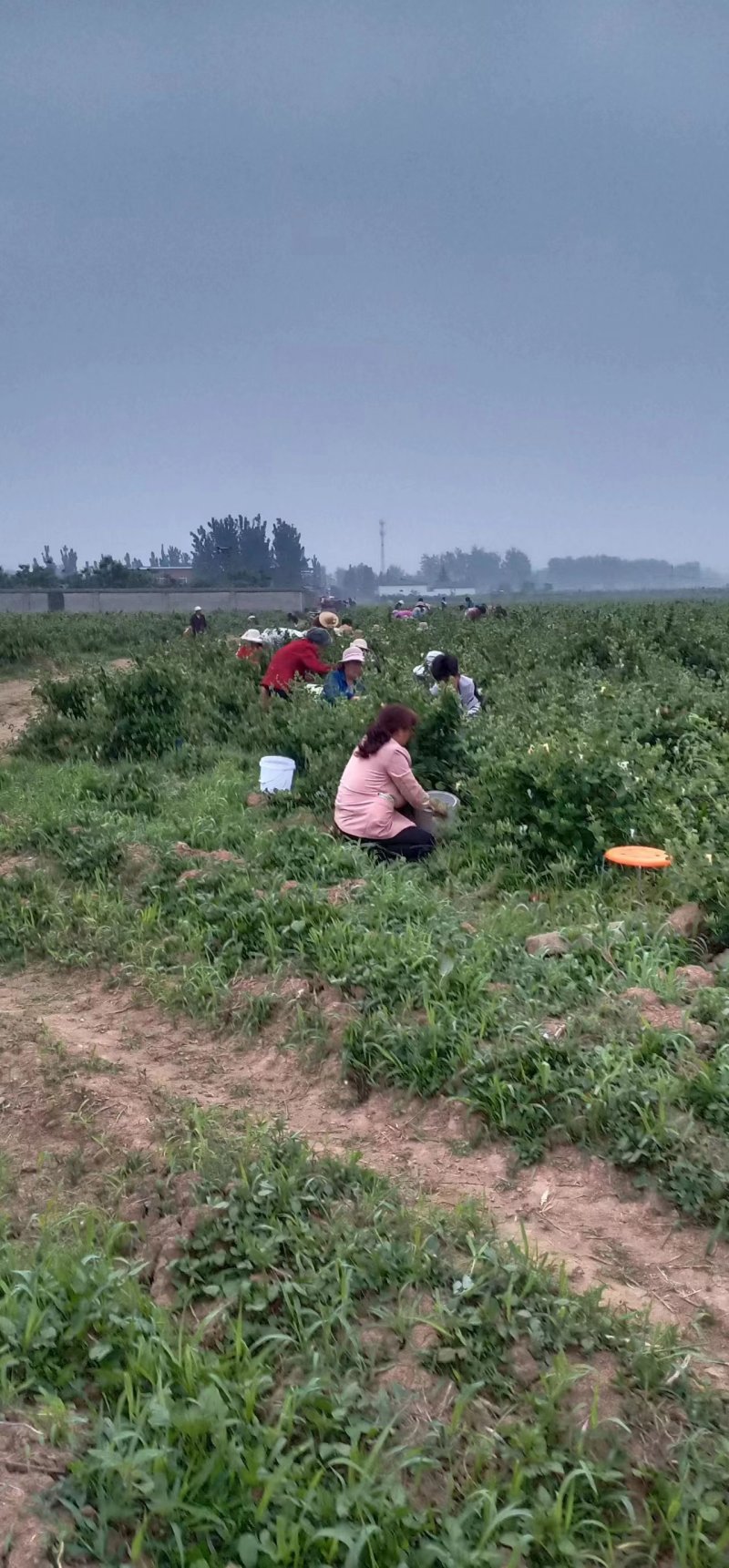 金银花茶礼品包装，产地直销