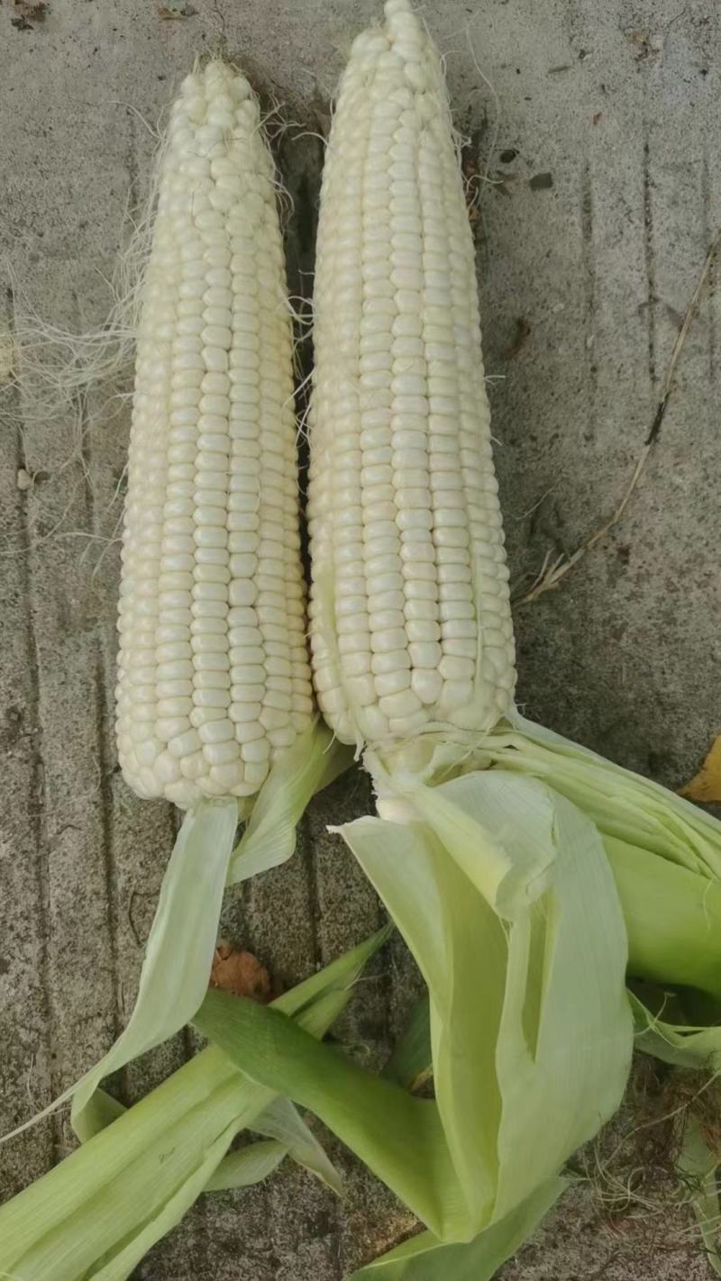 【精品水果玉米】太阳花玉米，鲜玉米嫩玉米产区直发量大从优