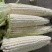 【精品水果玉米】太阳花玉米，鲜玉米嫩玉米产区直发量大从优