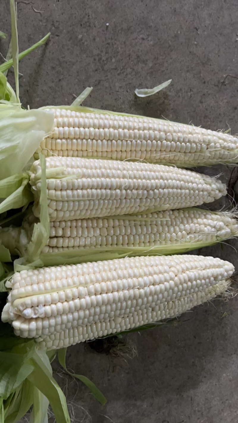 【精品水果玉米】太阳花玉米，鲜玉米嫩玉米产区直发量大从优
