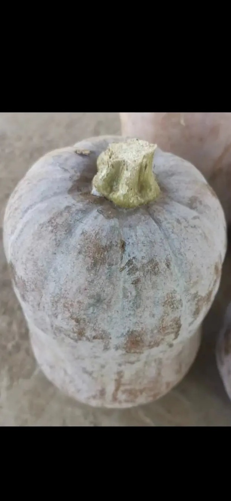 【推荐金枕头南瓜口感面甜皮薄肉厚全国发货保质保量！