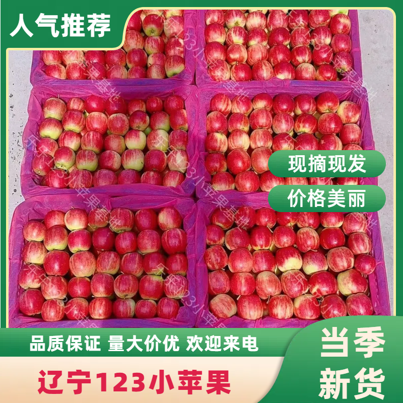 辽宁123小苹果万亩基地，产地供货口感甜脆多汁