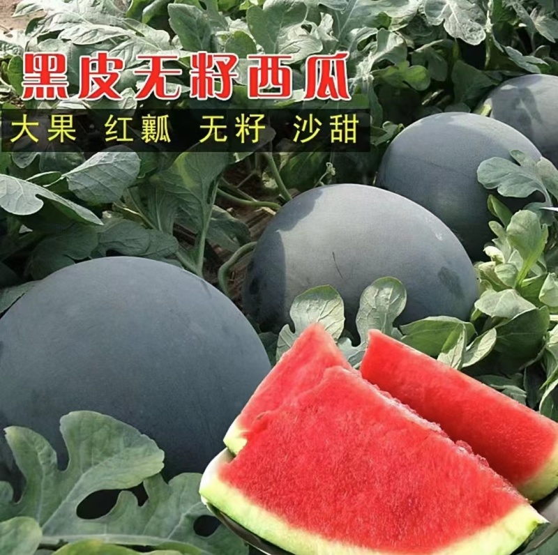 【优选】湖北精品西瓜黑无籽西瓜-产地直发价优代发全国欢迎