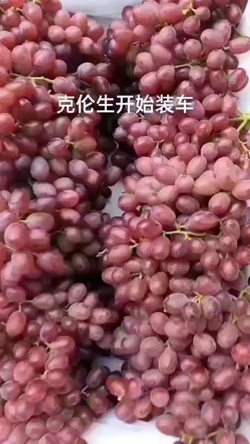 克伦盛葡萄陕西蒲城产地直发品质保证欢迎咨询合作