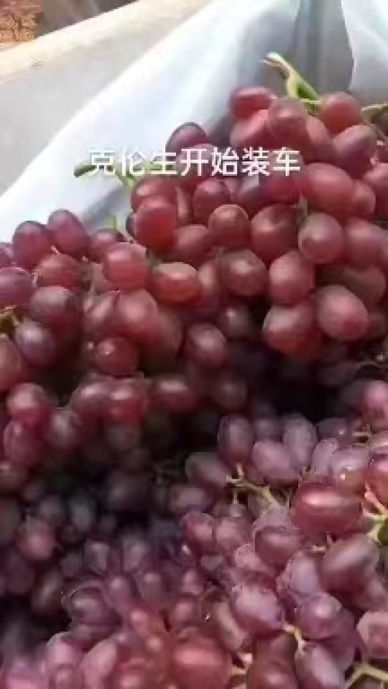 克伦盛葡萄陕西蒲城产地直发品质保证欢迎咨询合作