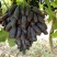 陕西渭南蓝宝石葡萄品质保证欢迎咨询合作量大从优