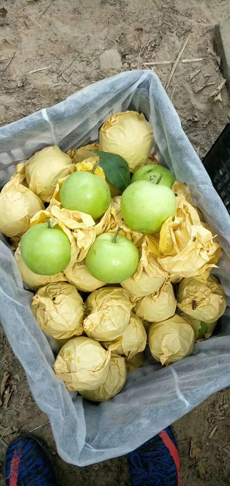 陕西渭南早梨-酥梨规格齐全货源稳定支持视频看货代发