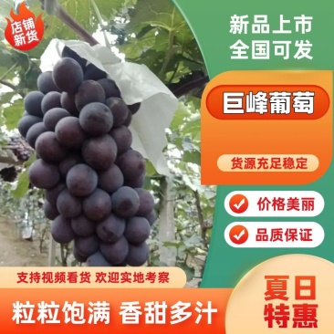 《巨峰葡萄》商丘夏邑葡萄/产地大量供应/现摘现发/全国发
