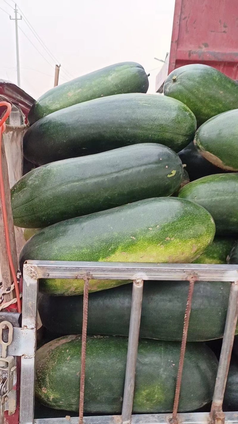 【回头客高】河南精品黑皮冬瓜产地大量供应视频看货