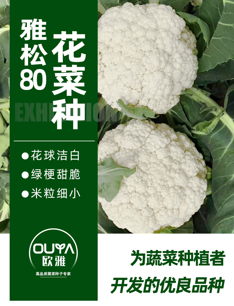 青梗松花菜种子耐热80天春秋播种花椰菜种籽抗热小米粒散