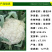 青梗松花菜种子耐热80天春秋播种花椰菜种籽抗热小米粒散