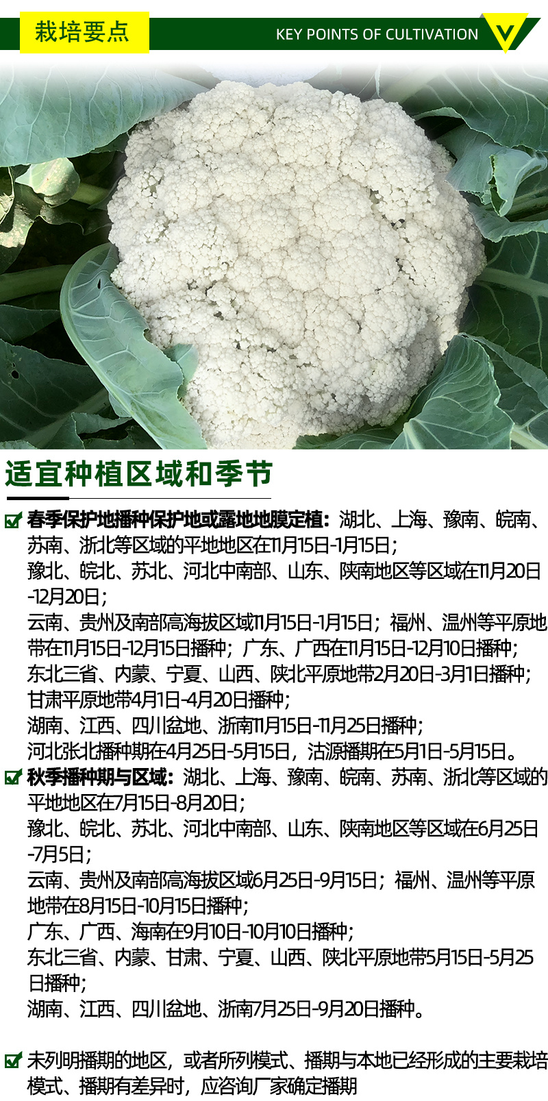 青梗松花菜种子耐热80天春秋播种花椰菜种籽抗热小米粒散