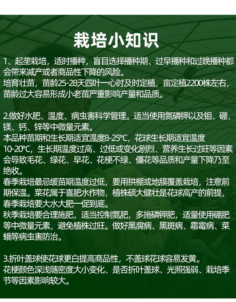 青梗松花菜种子耐热80天春秋播种花椰菜种籽抗热小米粒散