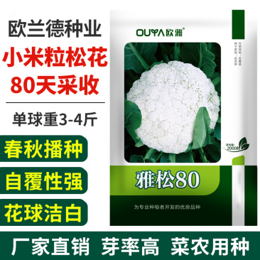 青梗松花菜种子耐热80天春秋播种花椰菜种籽抗热小米粒散