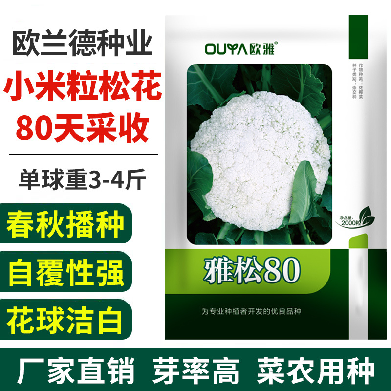 青梗松花菜种子耐热80天春秋播种花椰菜种籽抗热小米粒散