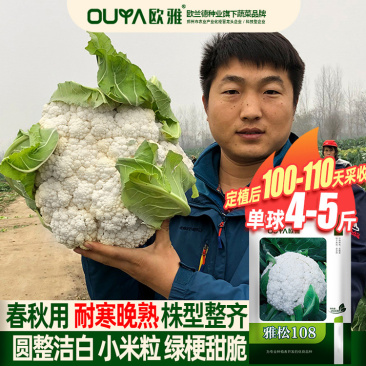 耐热青梗松花菜种子散花白色花椰菜种籽耐寒春秋播种菜花种