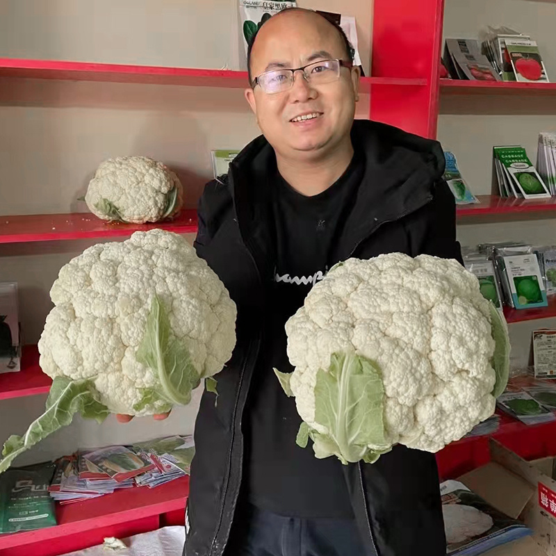 耐热青梗松花菜种子散花白色花椰菜种籽耐寒春秋播种菜花种