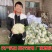 耐热青梗松花菜种子散花白色花椰菜种籽耐寒春秋播种菜花种