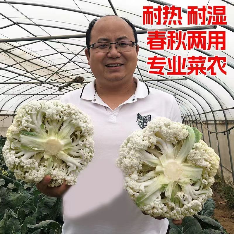 耐热青梗松花菜种子散花白色花椰菜种籽耐寒春秋播种菜花种