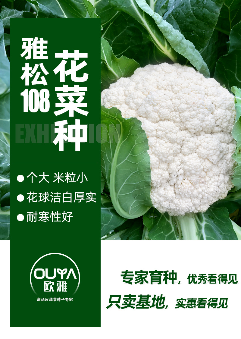 耐热青梗松花菜种子散花白色花椰菜种籽耐寒春秋播种菜花种