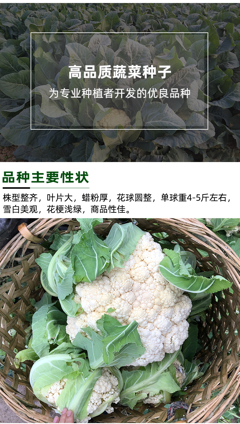 耐热青梗松花菜种子散花白色花椰菜种籽耐寒春秋播种菜花种