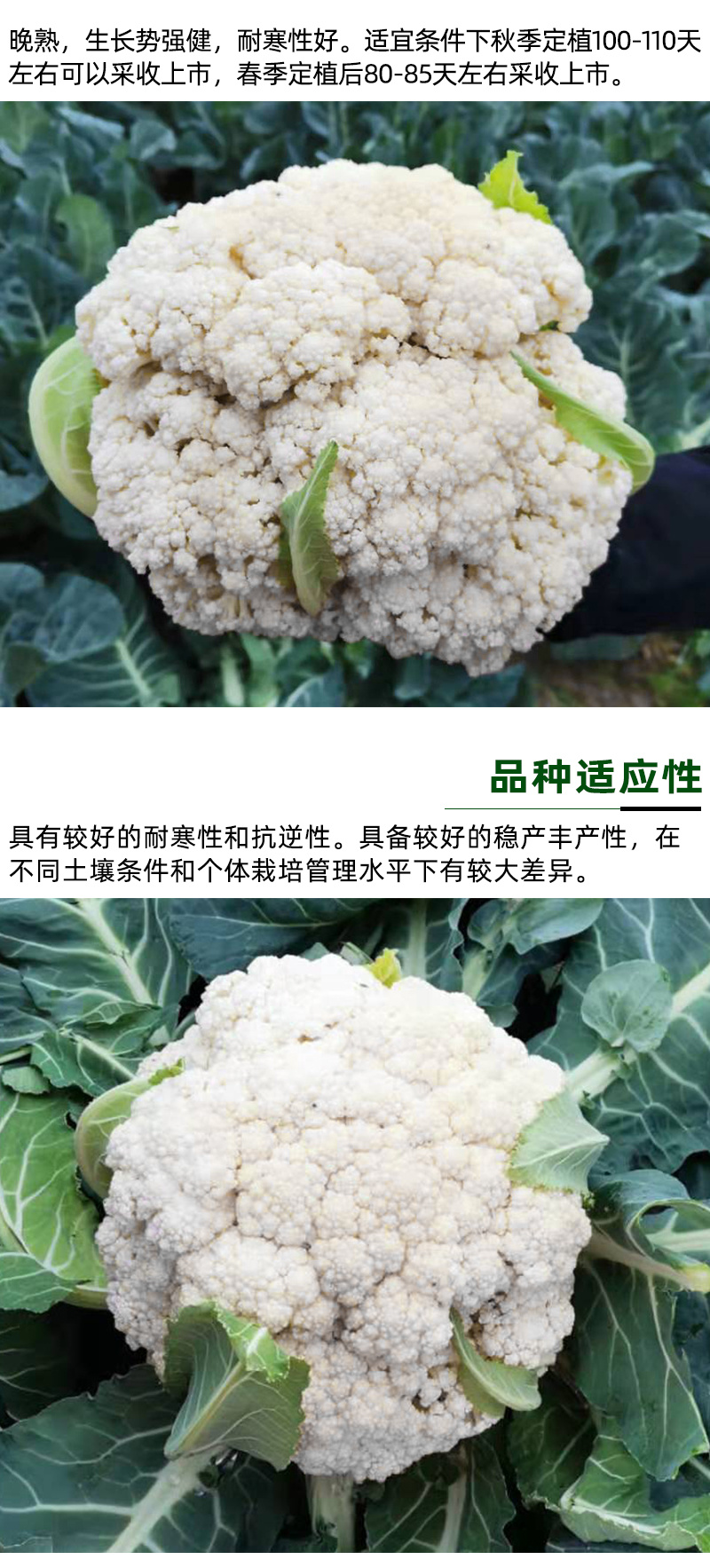 耐热青梗松花菜种子散花白色花椰菜种籽耐寒春秋播种菜花种