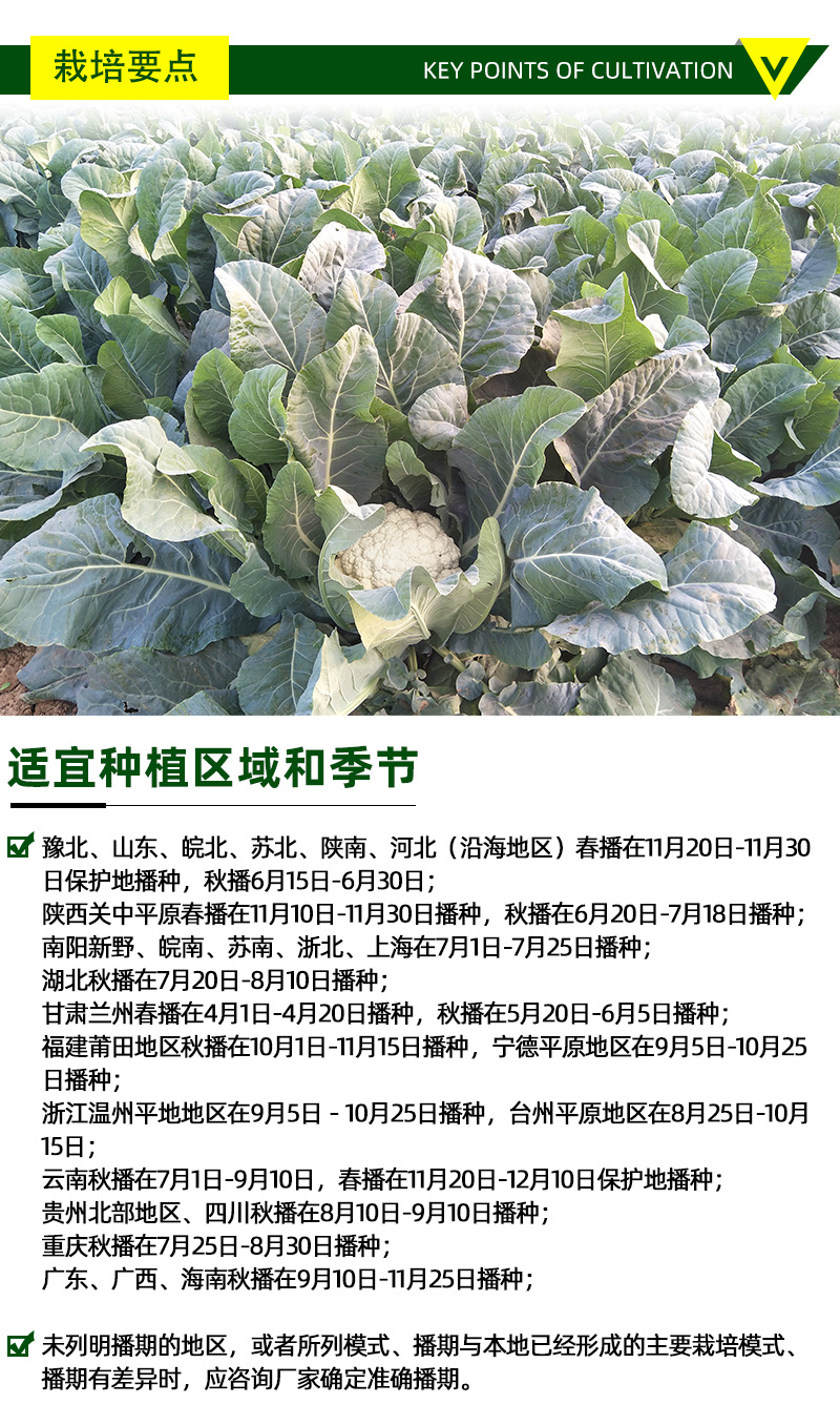 耐热青梗松花菜种子散花白色花椰菜种籽耐寒春秋播种菜花种