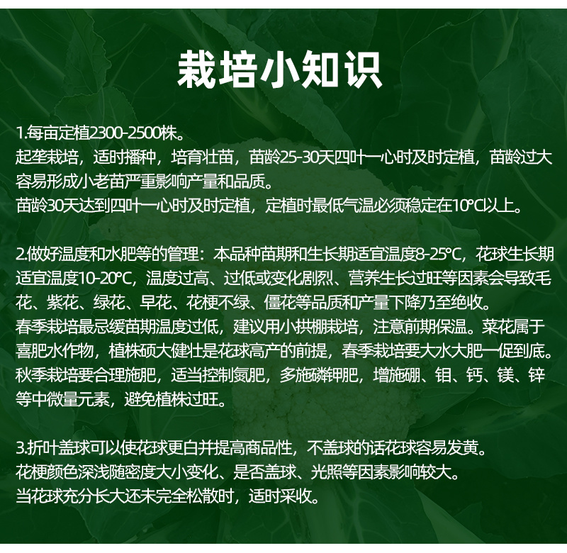 耐热青梗松花菜种子散花白色花椰菜种籽耐寒春秋播种菜花种