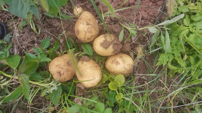 【推荐】河南精品土豆沃土5号土豆产地直发量大从优